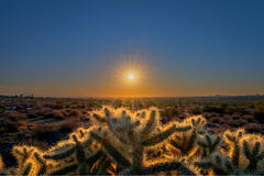 Cholla Sunburst