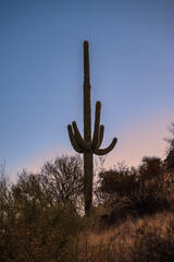 Sunrise Cactus