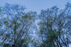 Rising Cypress