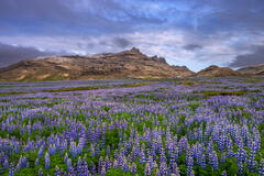 Endless Lupines