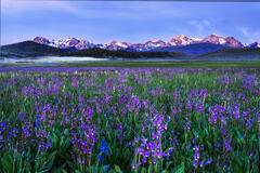 Purple Spring