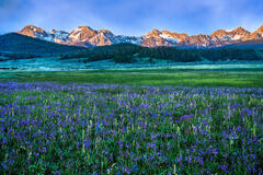 Idaho Flowers