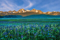 Mountain Flowers