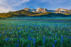 Spring Morning