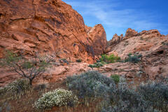 Canyon Flowers