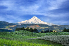 Mount Hood Morning