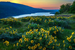 Rowena Spring Sunrise