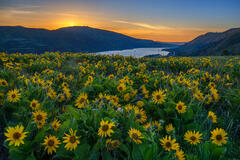 Rowena Sunrise