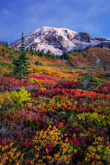 Vibrant Fall