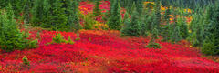 Rainier Red
