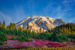 Abundance Of Red