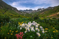 Columbine Colors