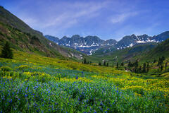 Basin Blubells