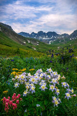 Columbine Morning