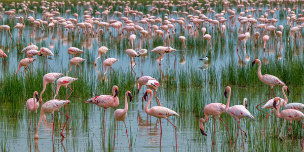 A lake filled with pink flamingos in Kenya, Africa