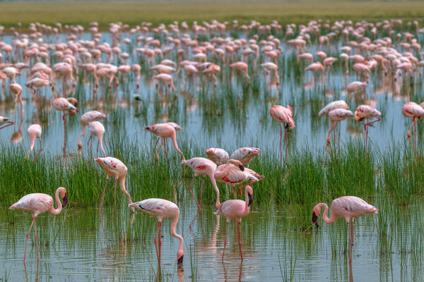 A gathering of Pink Flamingos in a lake in Kenya, Africa