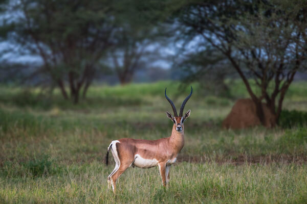 A Gazelle stopped to stare at us in Kenya, Africa