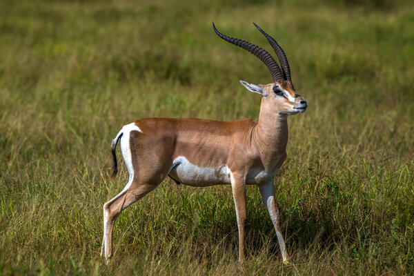 A Gazelle standing frozen still in a field in Kenya, Africa
