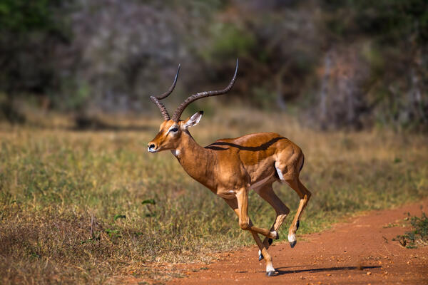 A gazelle on the run at full speed in Kenya, Africa