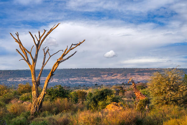 View of an African valley with a giraffe on the hillside in Kenya, Africa
