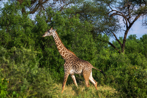 A giraffe walking by trees with its long strides in Kenya, Africa