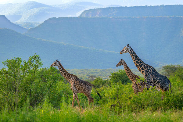 three giraffes walking in front of mountains in Kenya, Africa