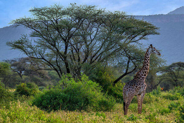 A giraffe standing next to a tall Acacia tree in Kenya Africa