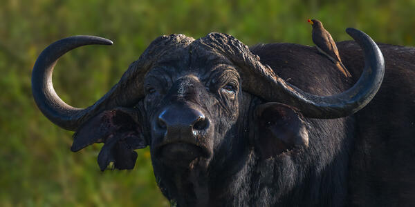 Cape Buffalo with a small bird on his shoulder in Kenya, Africa