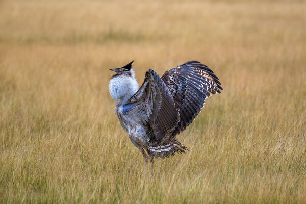 A Kori Bustard bird ready to fly in Kenya, Africa
