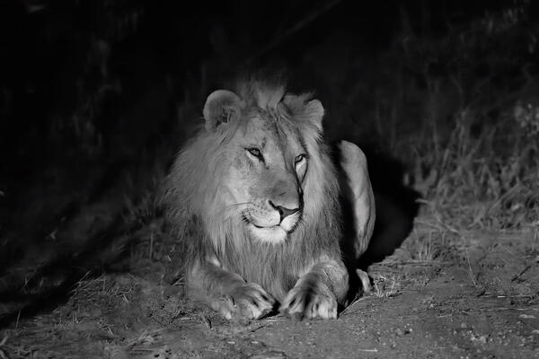 A lion lying down at night in the brush in Kenya, Africa