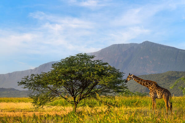 African giraffe reaching into a tree to eat