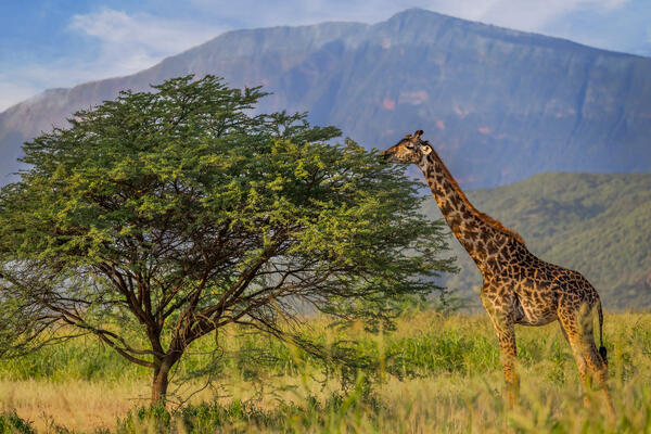 A tall giraffe reaching into a tree to eat in Kenya Africa
