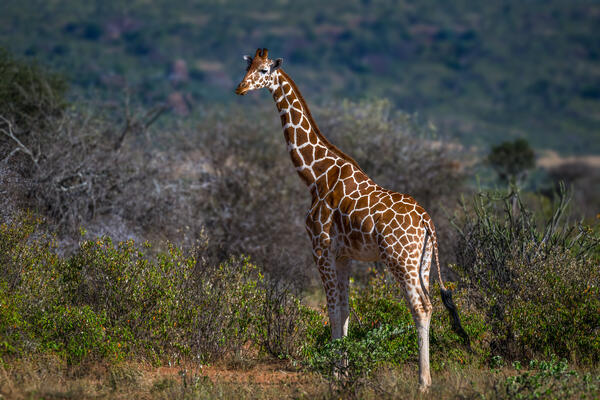 a giraffe in Africa glancing at us before walking away