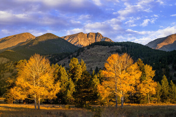 two aspen trees in Fall color in a meadow in front of mountains in Rocky Mountain National Park