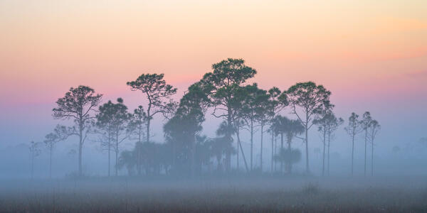 pine trees in the fog at sunrise in everglades national park florida