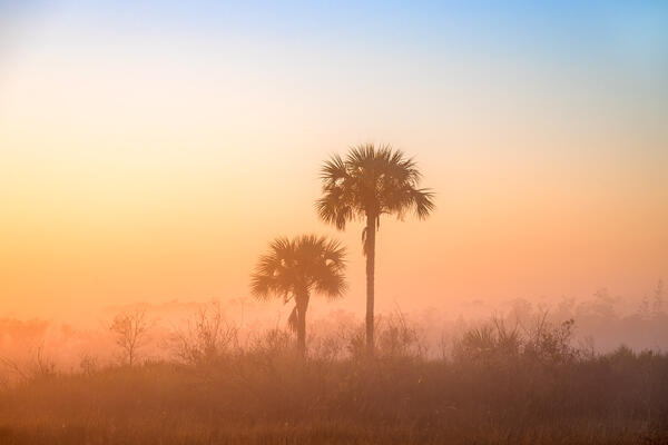 two cabbage palms in thick fog with sunrise color in the florida everglades