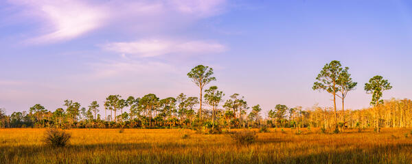 a panoramic view of a golden grassy field an pine trees being lit up by a rising sun in Everglades National Park, Florida