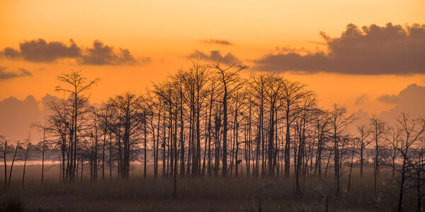 Sunrise sky behind trees in Everglads National Park