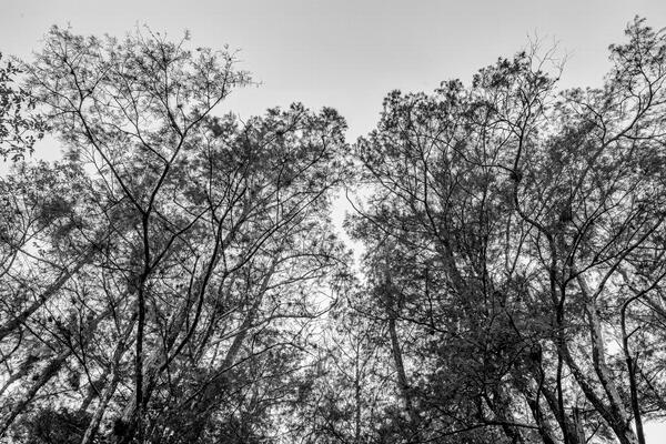 black and white view looking up at cypress trees in the everglades