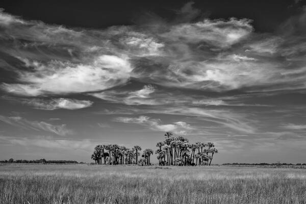 Florida landscape black and white scene of Sabal Palms in marsh grass with beautiful clouds above them