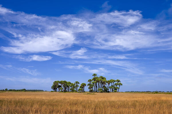 Florida landscape scene of Sabal Palms in a large grass marsh with stunning clouds above them