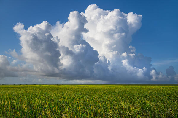Florida landscape scene of a vast river of grass with exploding white puffy clouds above it