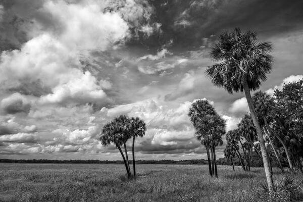 black and white landscape view of Sabal Palms over a marsh at Myakka State Park, Florida