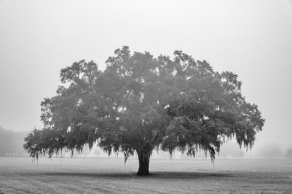 black and white landscape view of a lone oak tree in a field on a foggy morning
