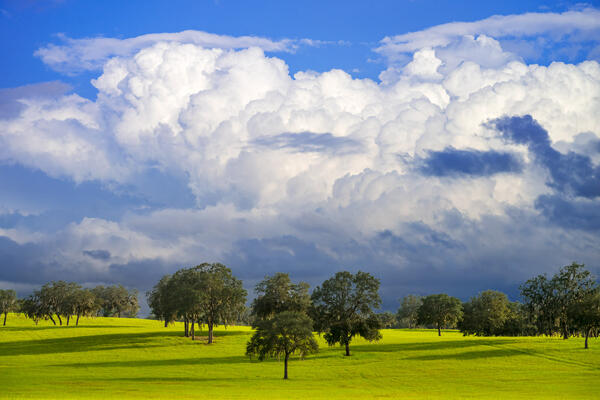 Florida landscape scene of the field of a large horse ranch with scattered large oak trees and storm clouds above it