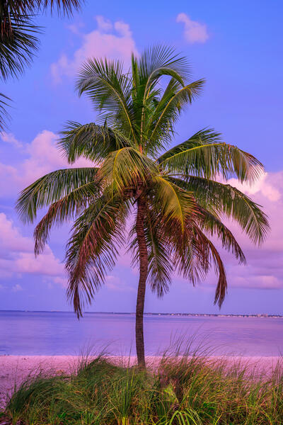 A Florida landscape of a lone palm tree on the bearch in the early morning light