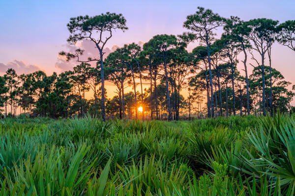 Florida sun setting in the pine trees over a field of green palmetto bushes