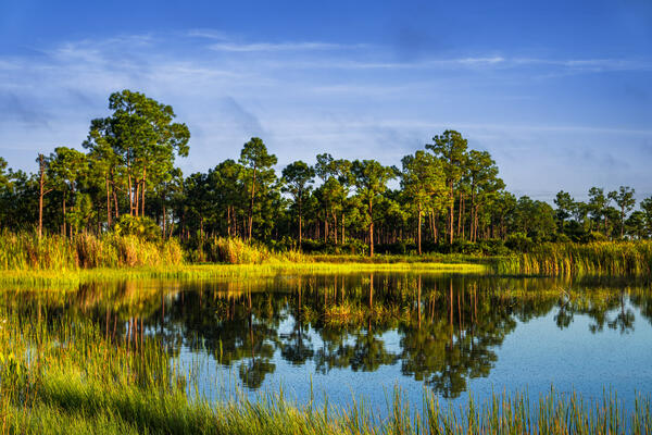 A stand of pine trees reflecting in the calm water of Webb Lake, Florida