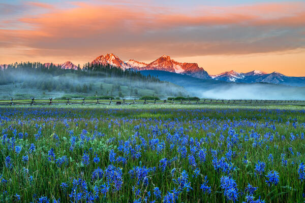 Idaho landscazpe scene of a brilliant sunrise over blue camas flowers in front of the sawtooth mountains in Idaho