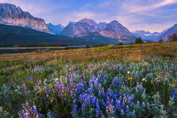 purple lupines in a field as foreground for mountains in glacier national park